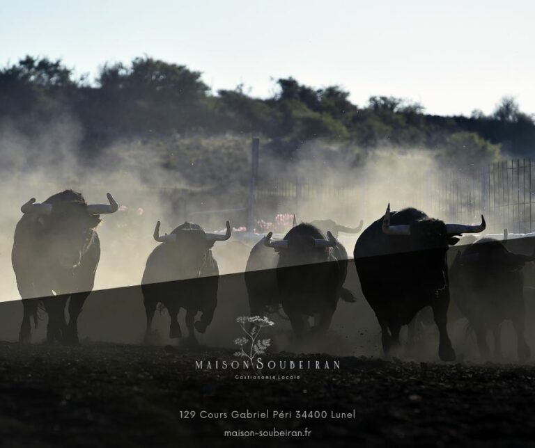 Menu dégustation Occitanie : Chez Maison Soubeiran, une cuisine d’auteur entre Camargue et Méditerranée